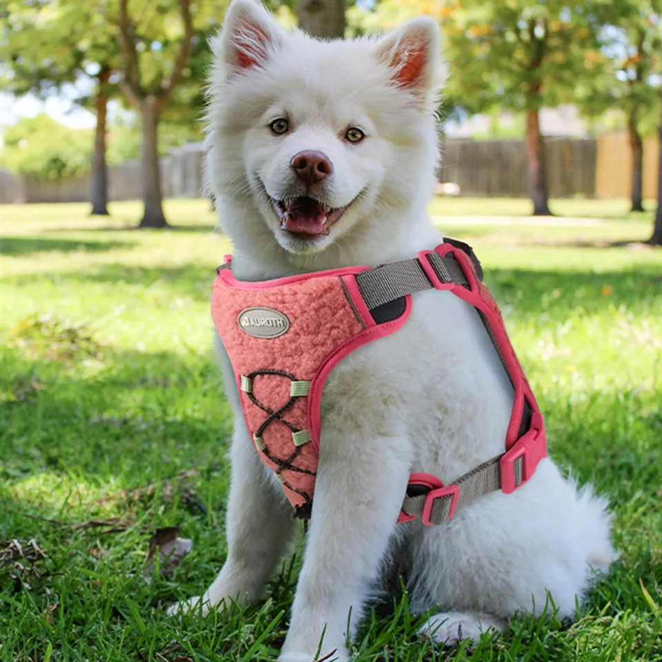 سردیوں کے لئے کتے کا استعمال